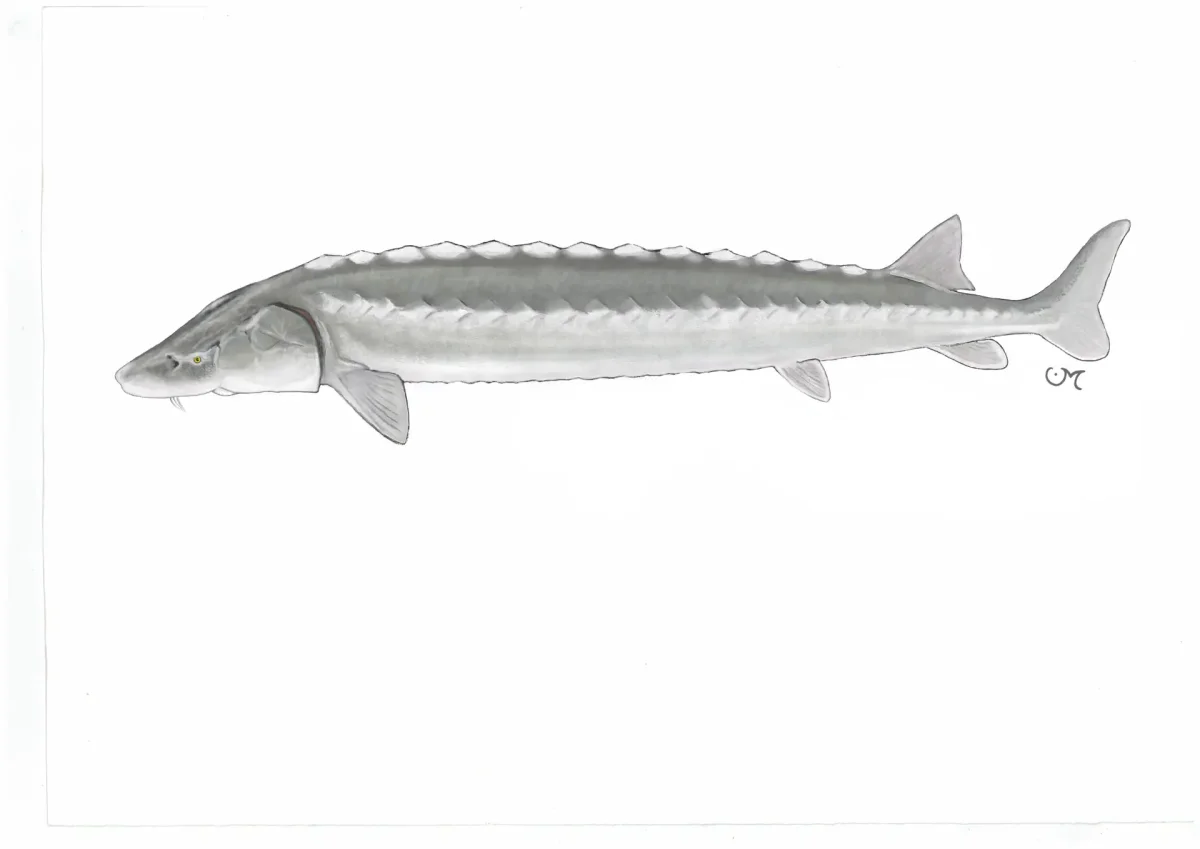 Открытка с осетром