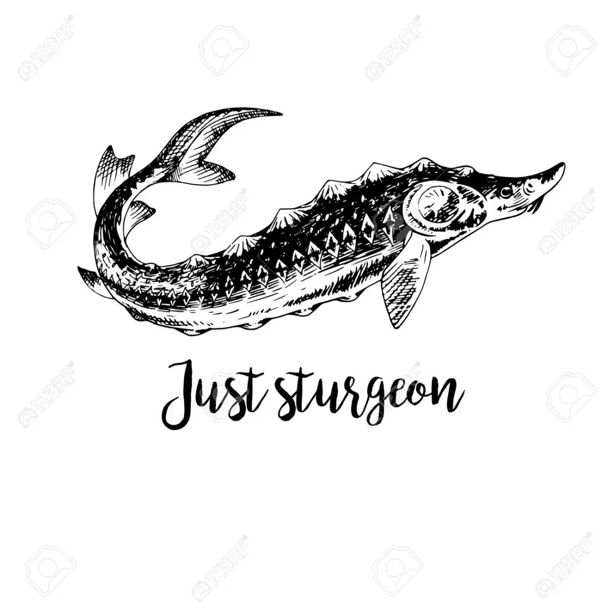 Белуга Huso Huso