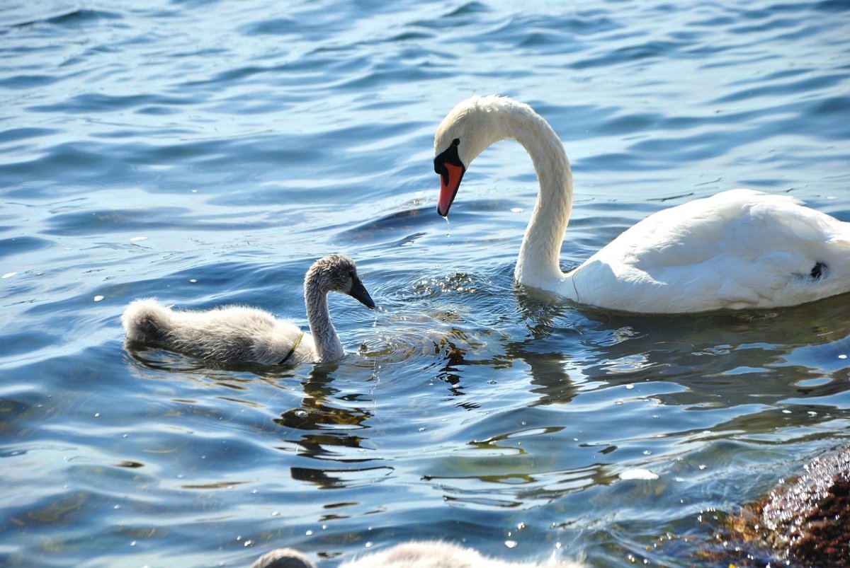 Канва с рисунком лебедь с лебедятами