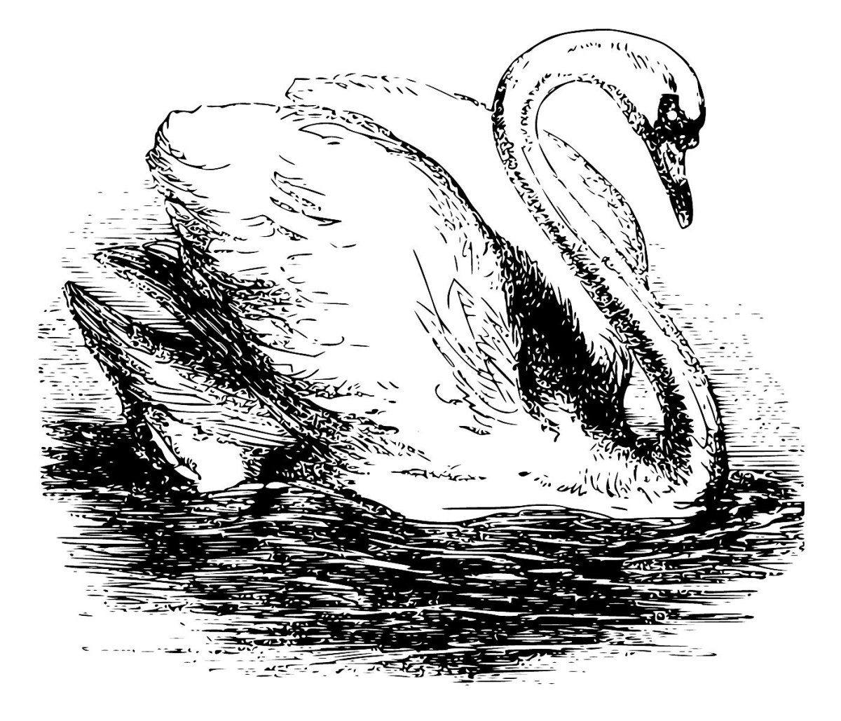 Белый лебедь рисунок