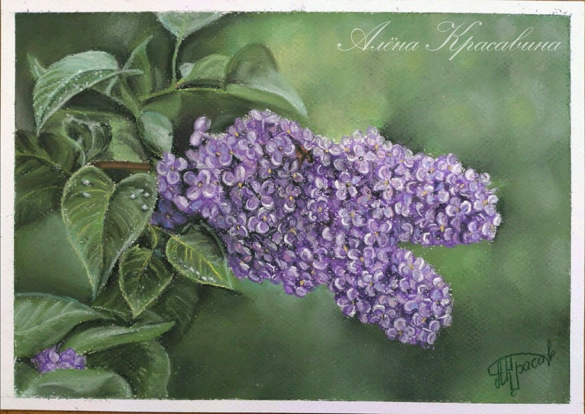 Куприн сиреневый куст