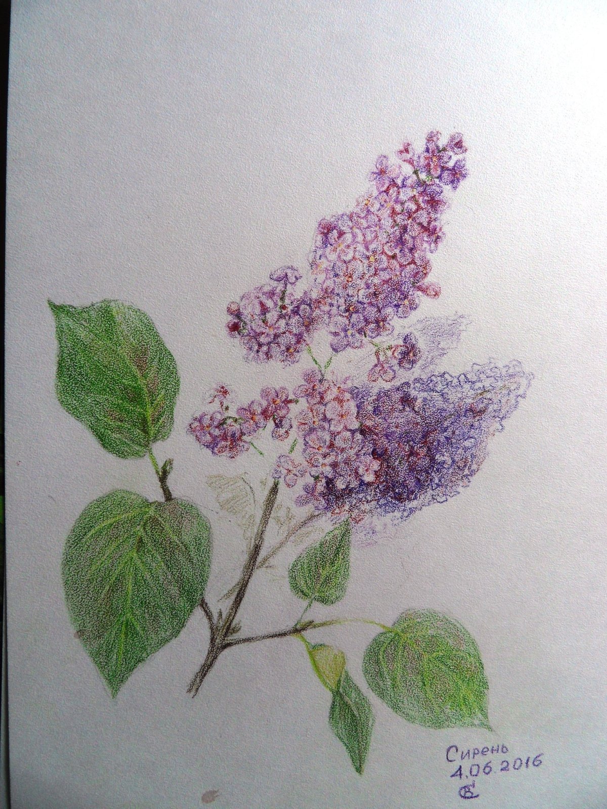 Куст сирени картина