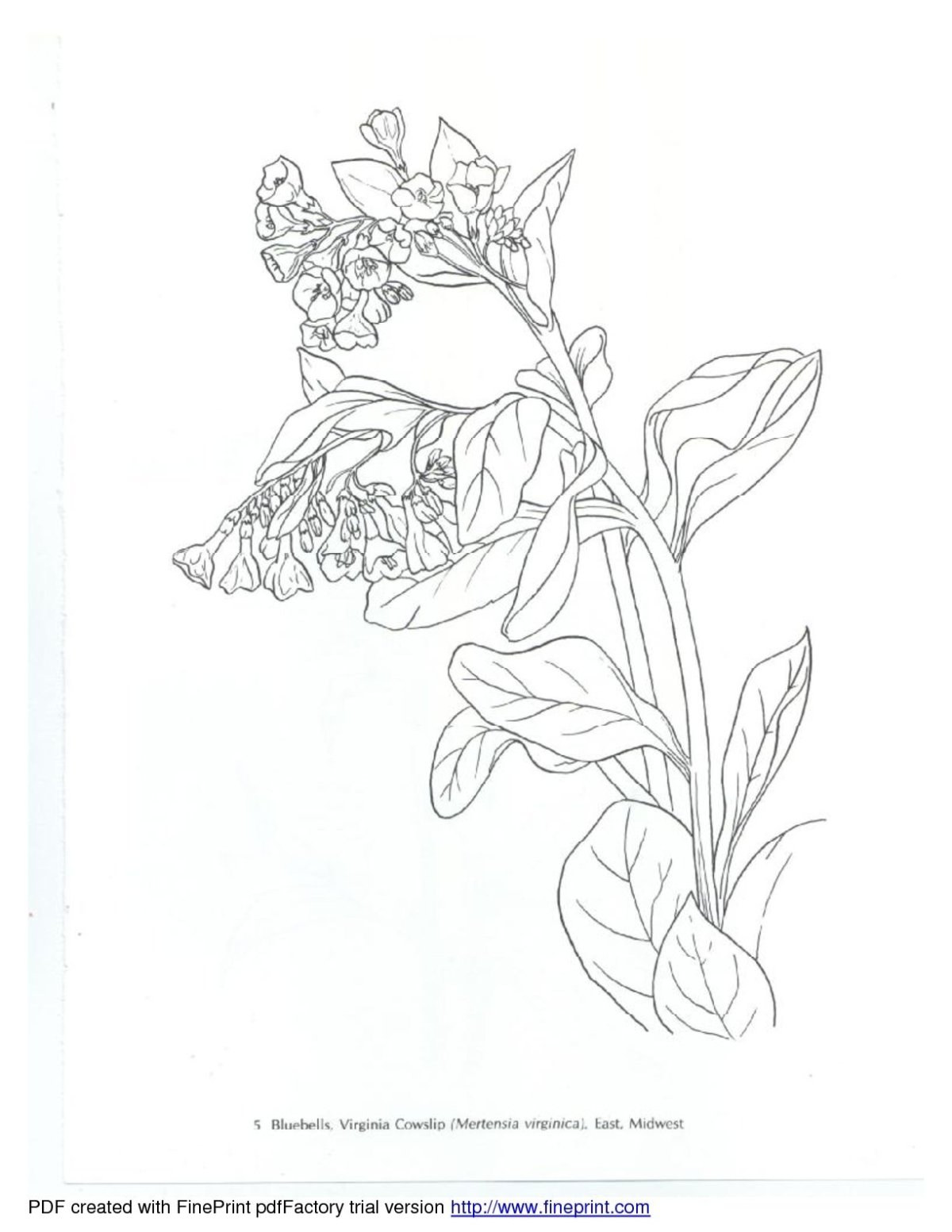 Иван да Марья рисунок