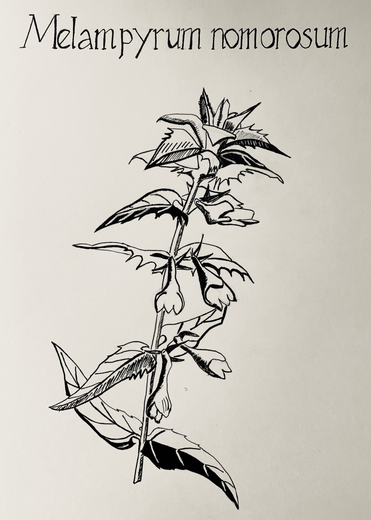 Иван да Марья Ботаническая иллюстрация