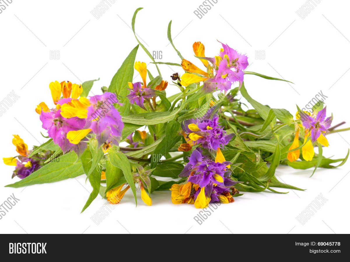 Трава Иван да Марья