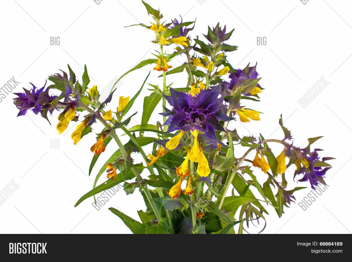 Марьянник Дубравный паразит