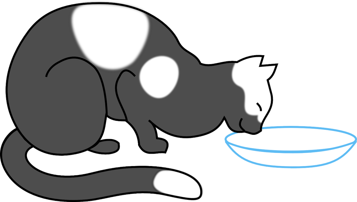 Грустный голодный кот