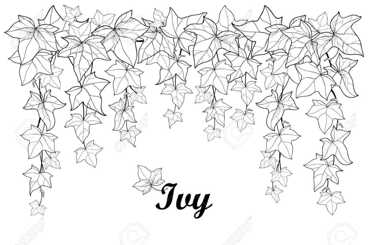 Плющ карандашом