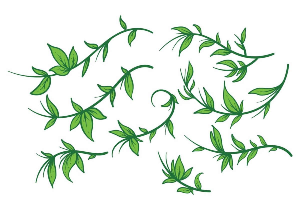 Веточка зелени