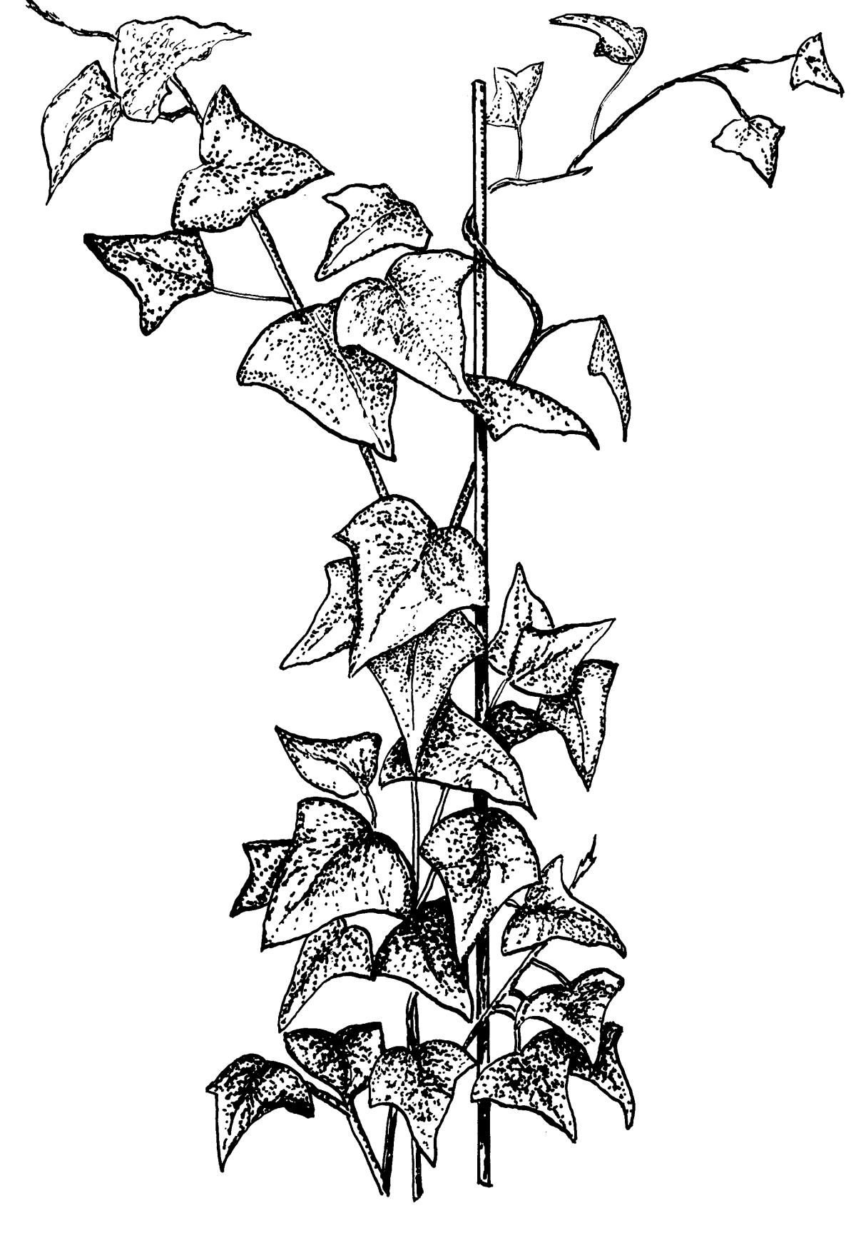 Корни прицепки плюща обыкновенного