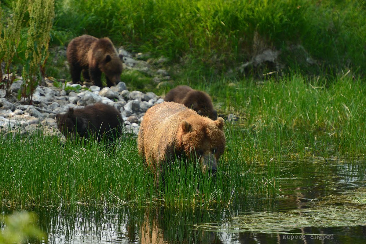 Раскраска медведь в лесу