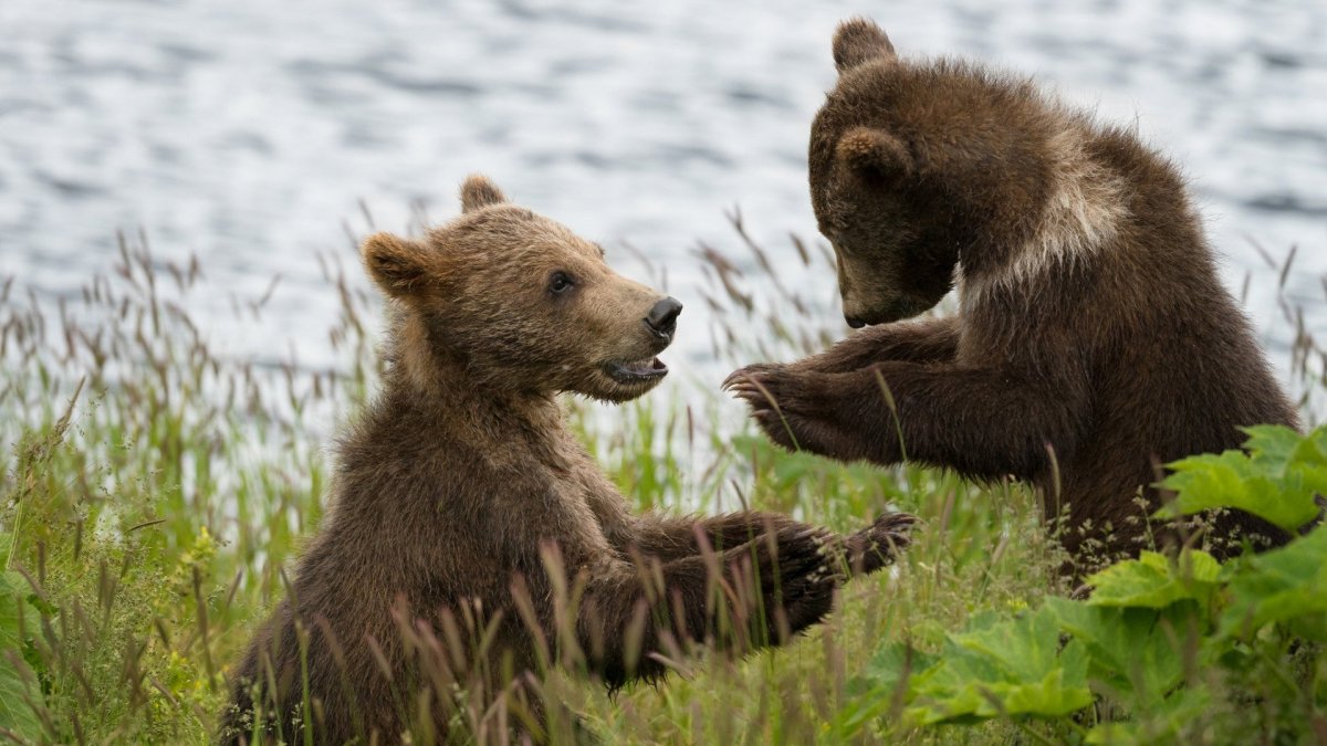 Художник Сергей Панасенко