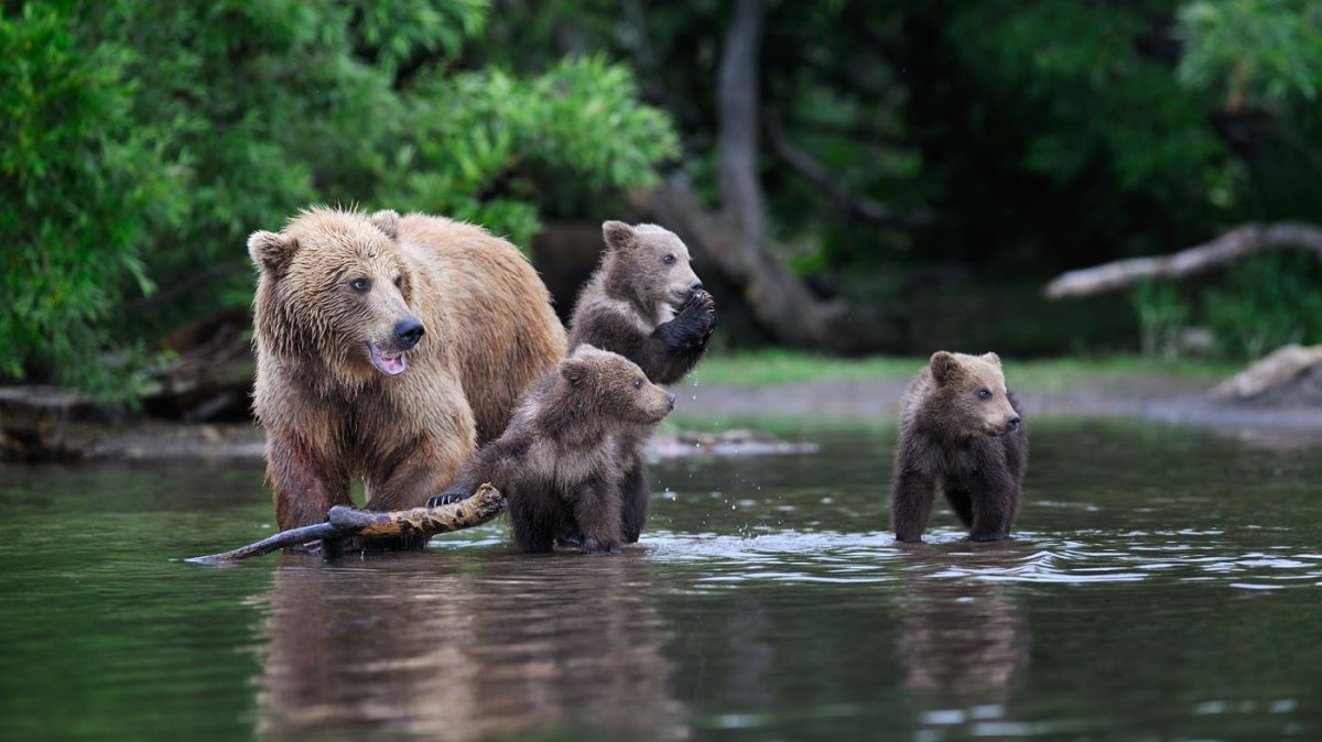 Медведица купает медвежат