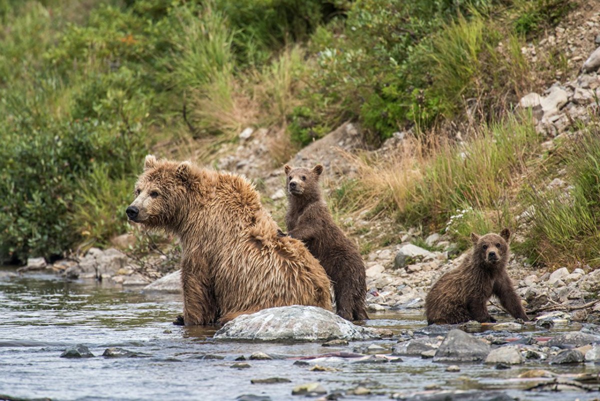 Медведь сбоку рисунок