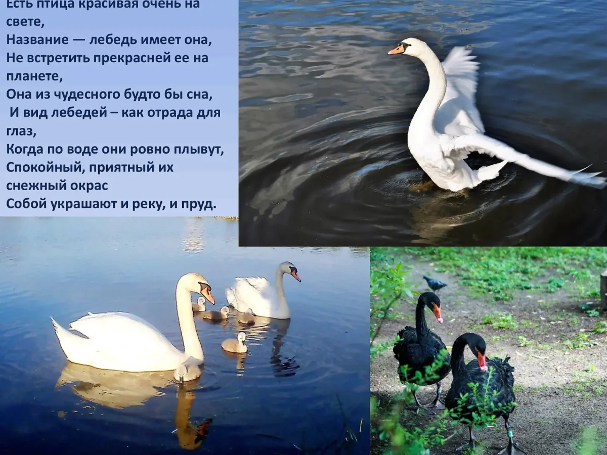 Карнавал животных лебедь описание для детей