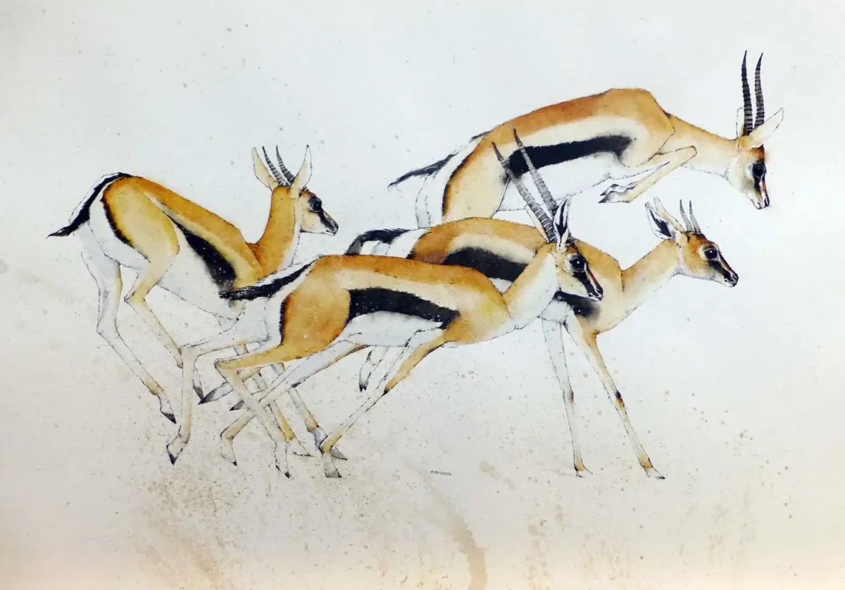 Антилопы сен Санс