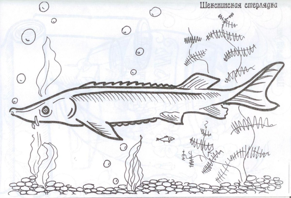 Белуга рыба вектор