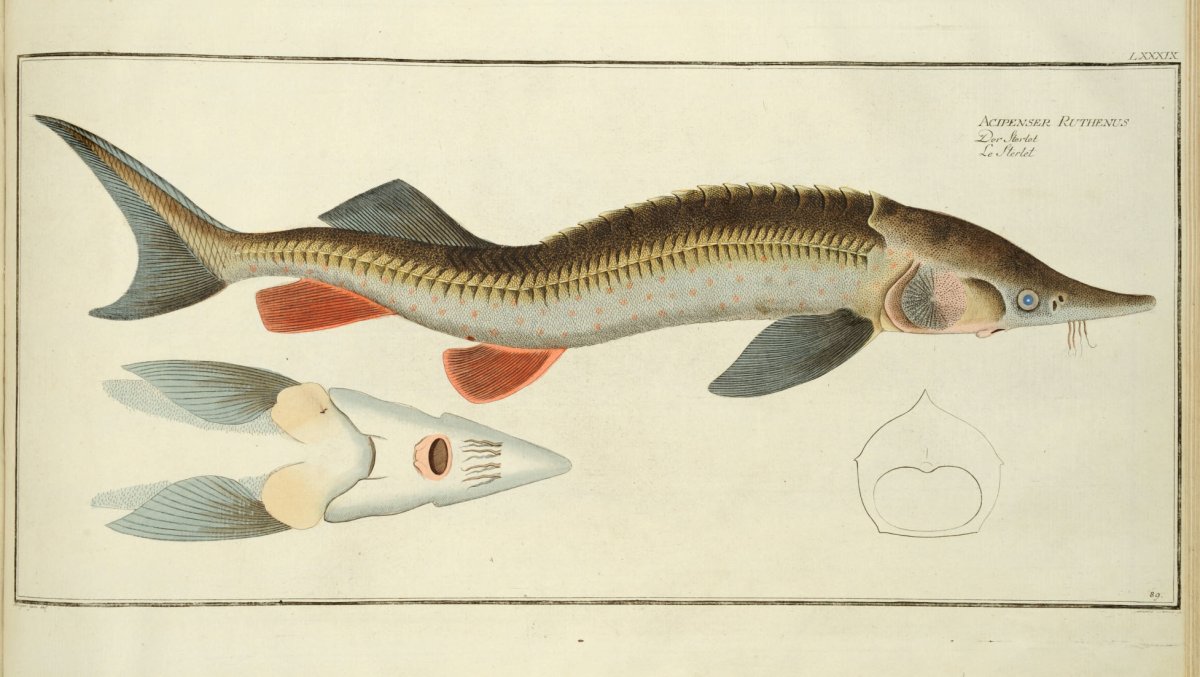 Рыба осетр вектор