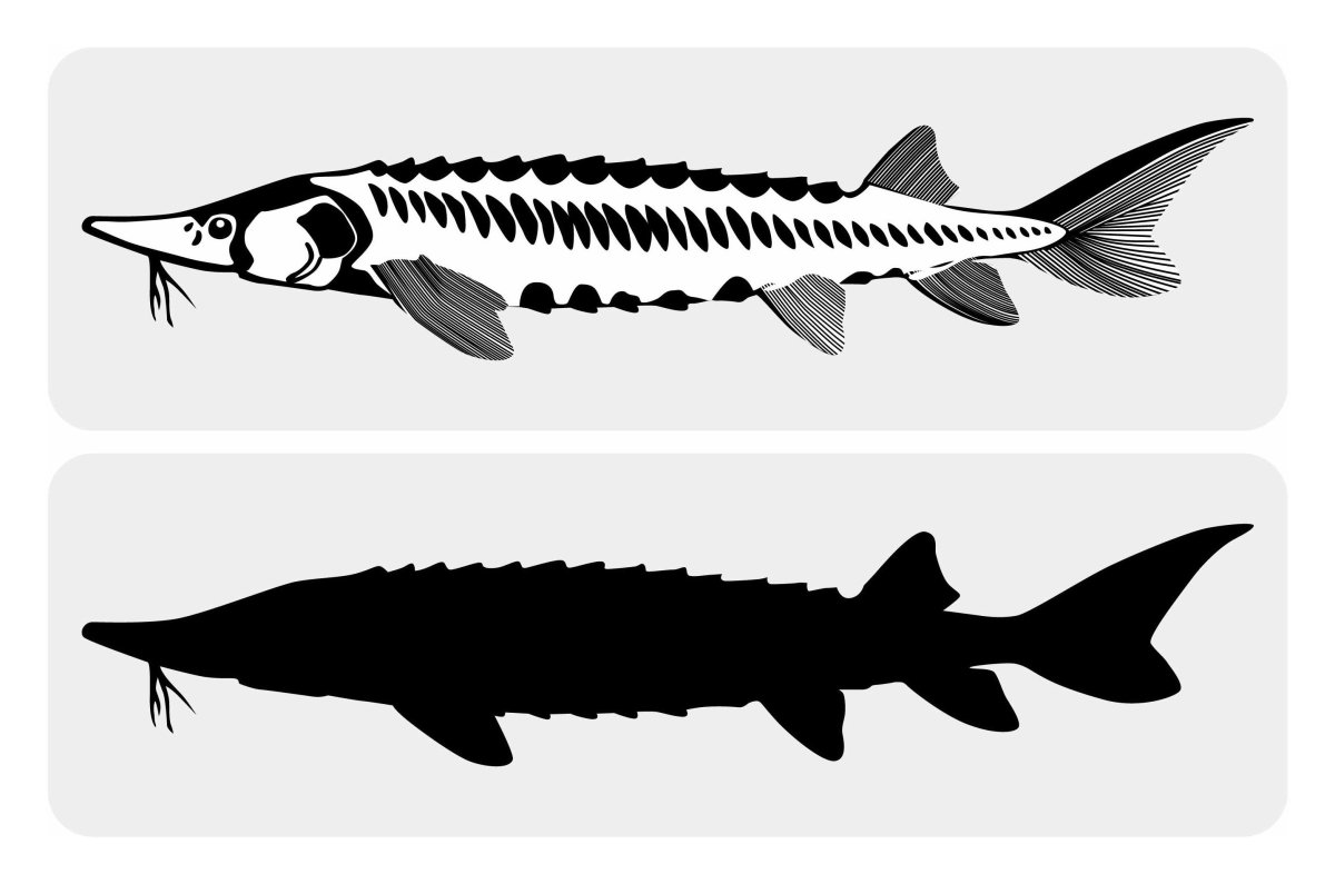 Осетр Графика