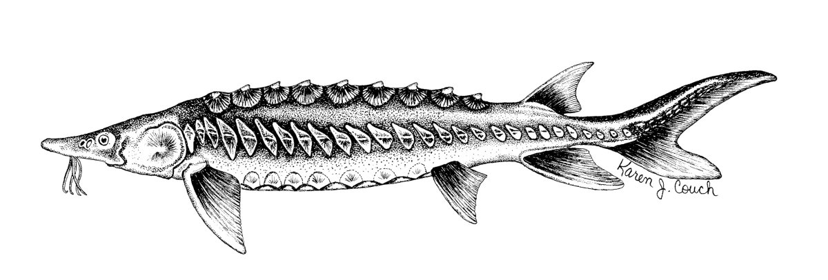 Осетрина вектор