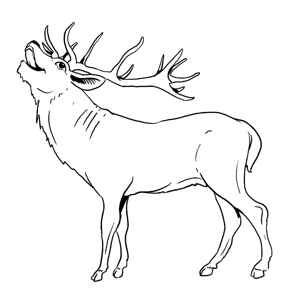 Косуля раскраска