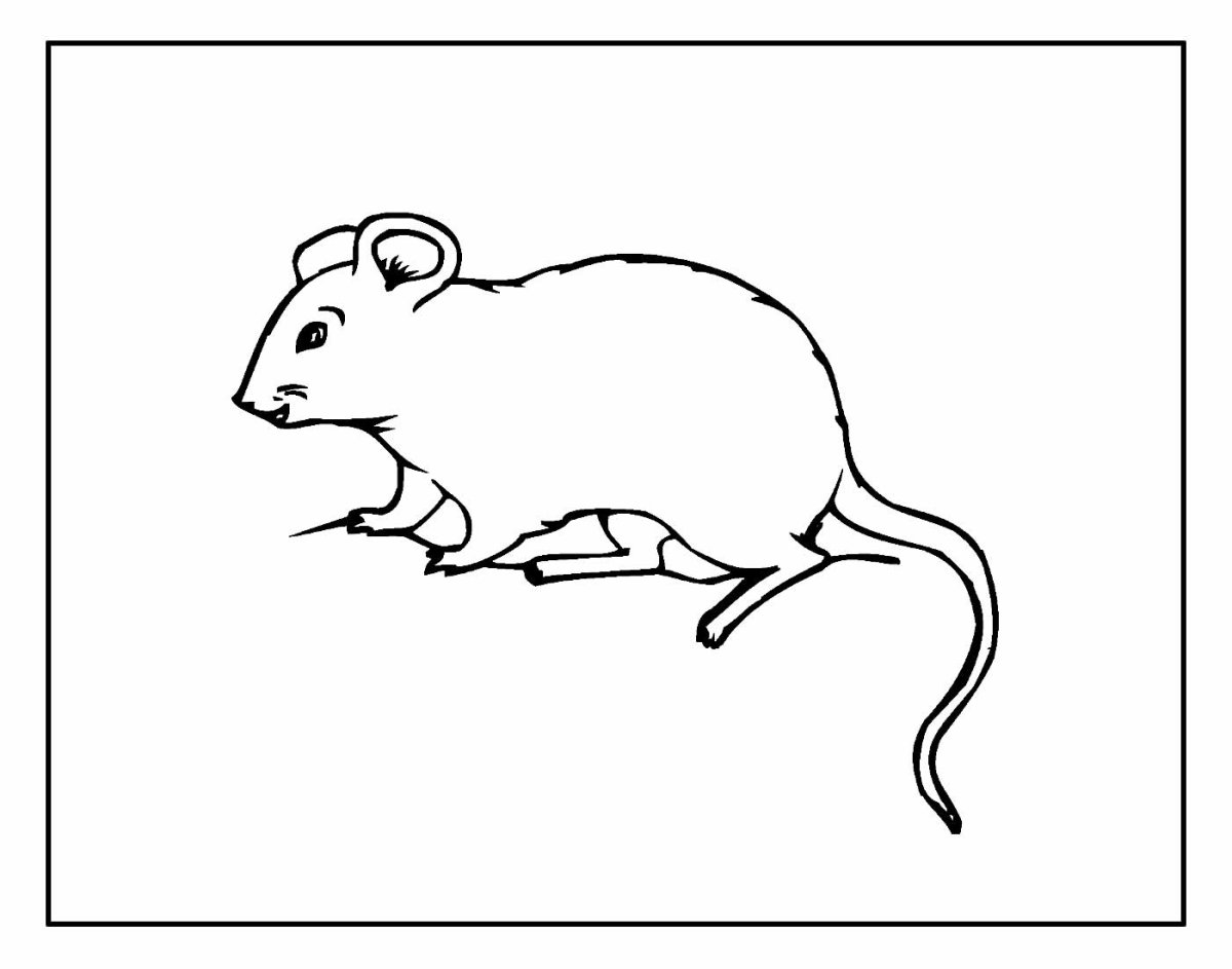 Домовая мышь раскраска