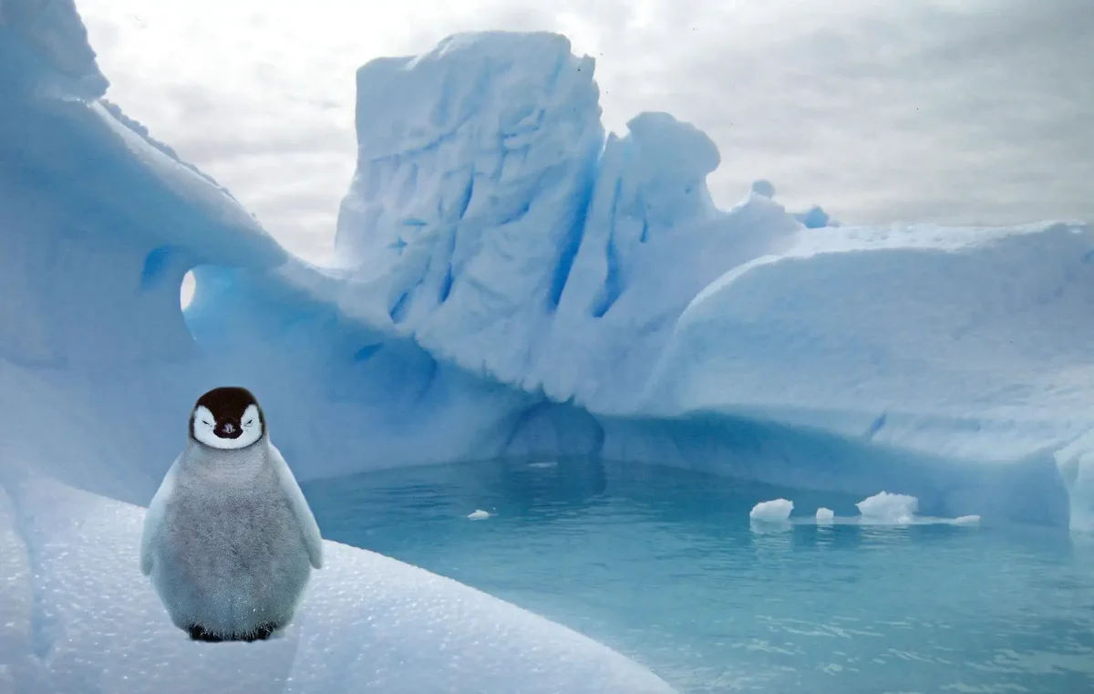 Арктика Южный полюс