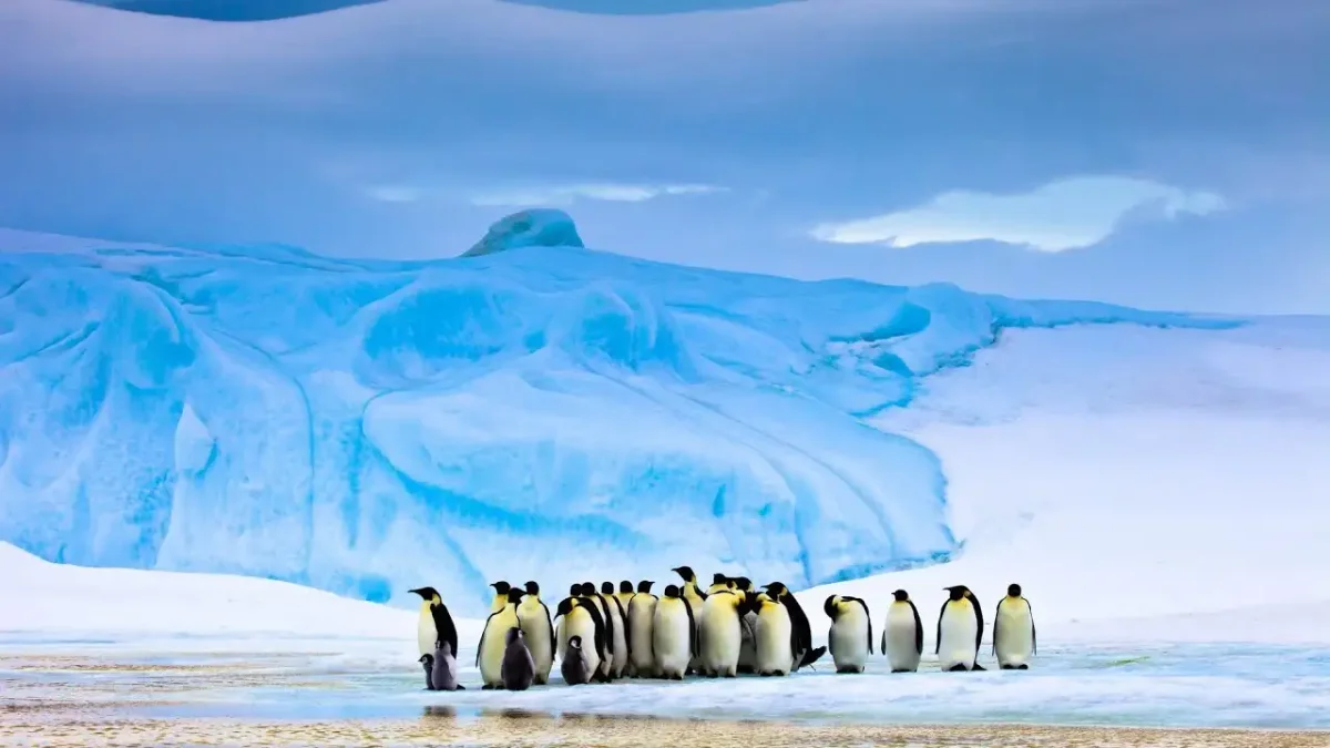 Антарктида Арктика Гренландия