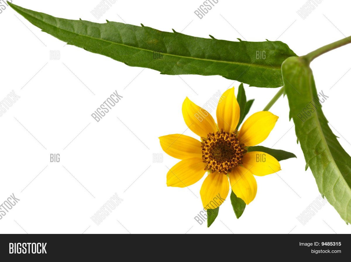 Сушеница топяная Фармакогнозия