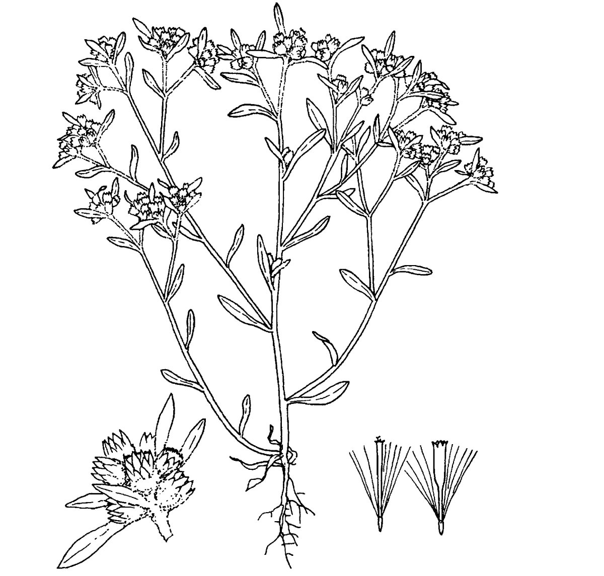 Рисунок листа череды трехраздельной