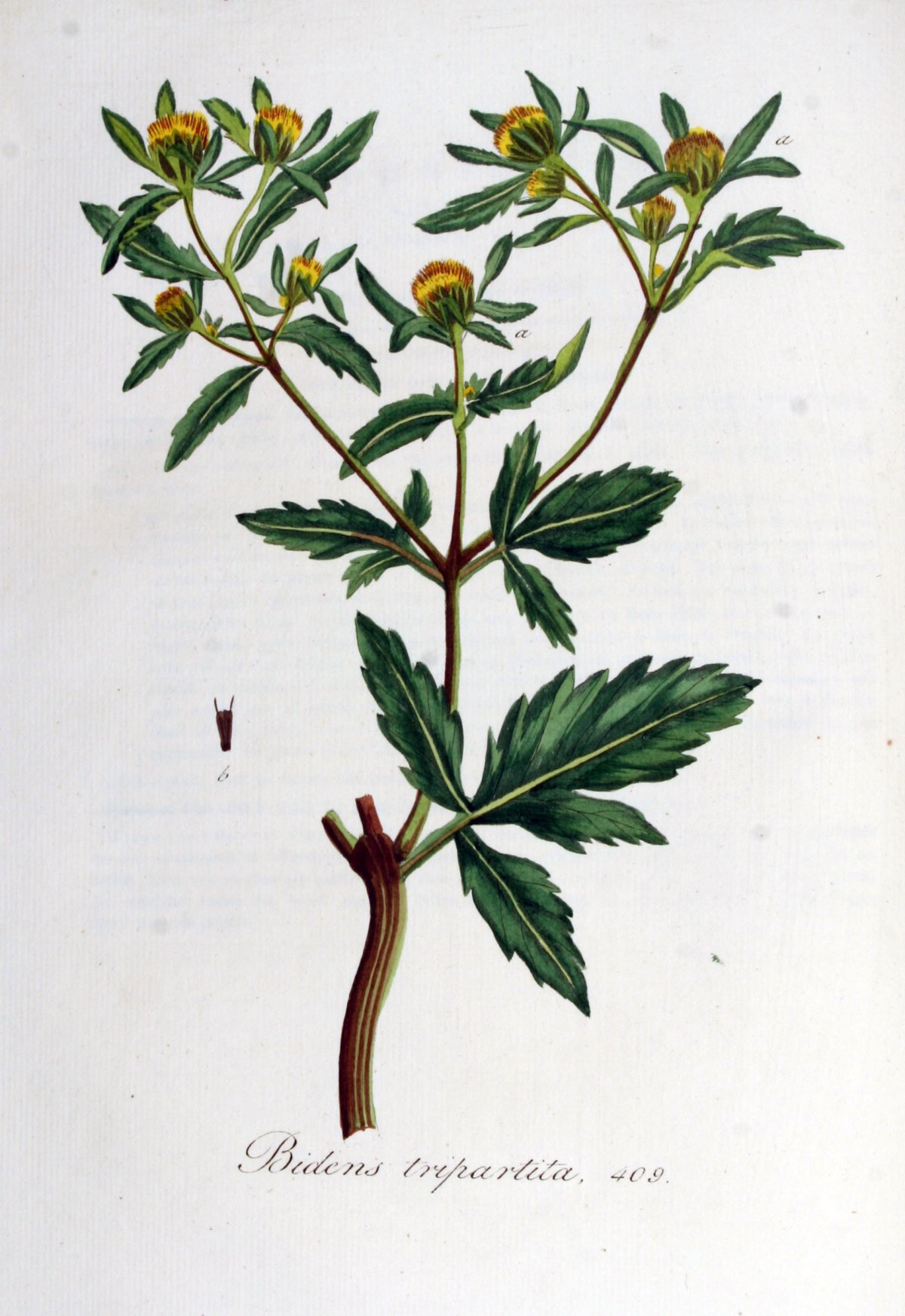 Череда трехраздельная ГФ