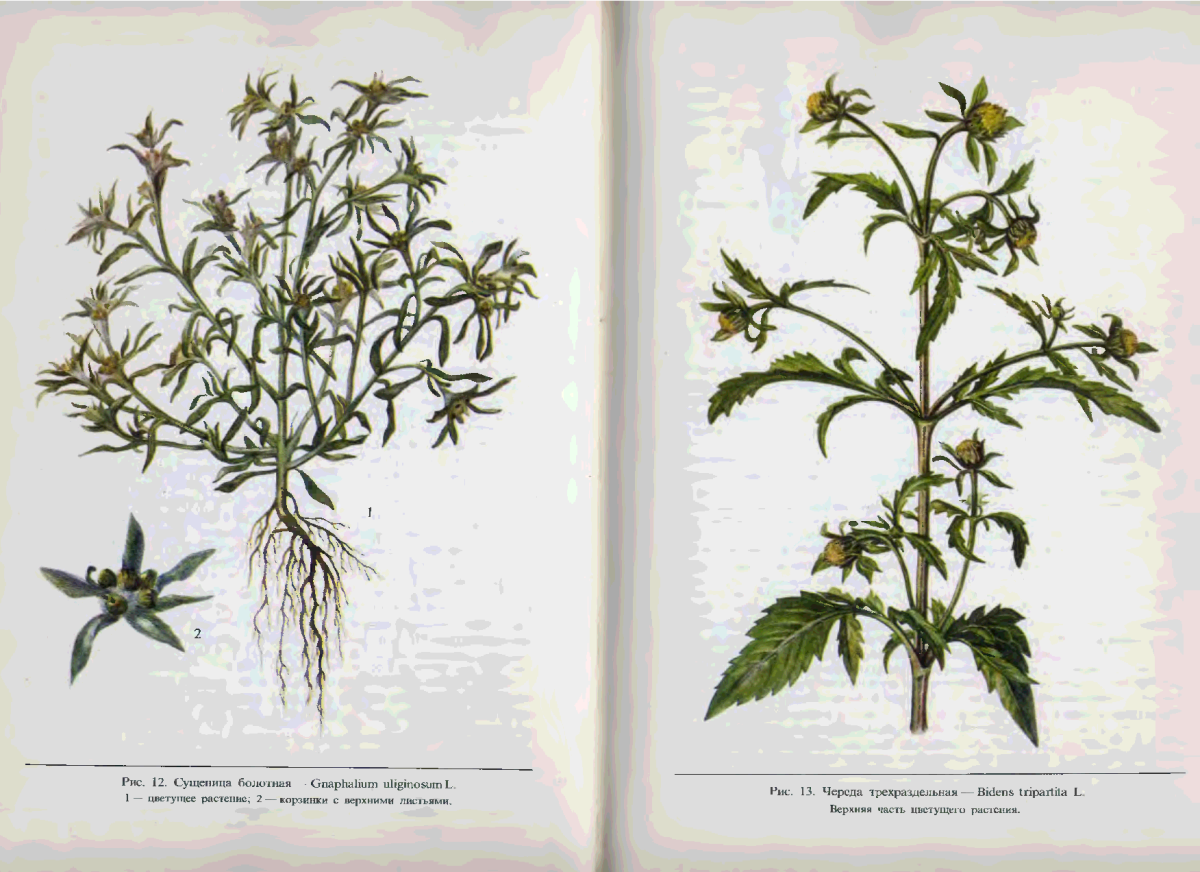 Тагетес (бархатцы) рисунок растения