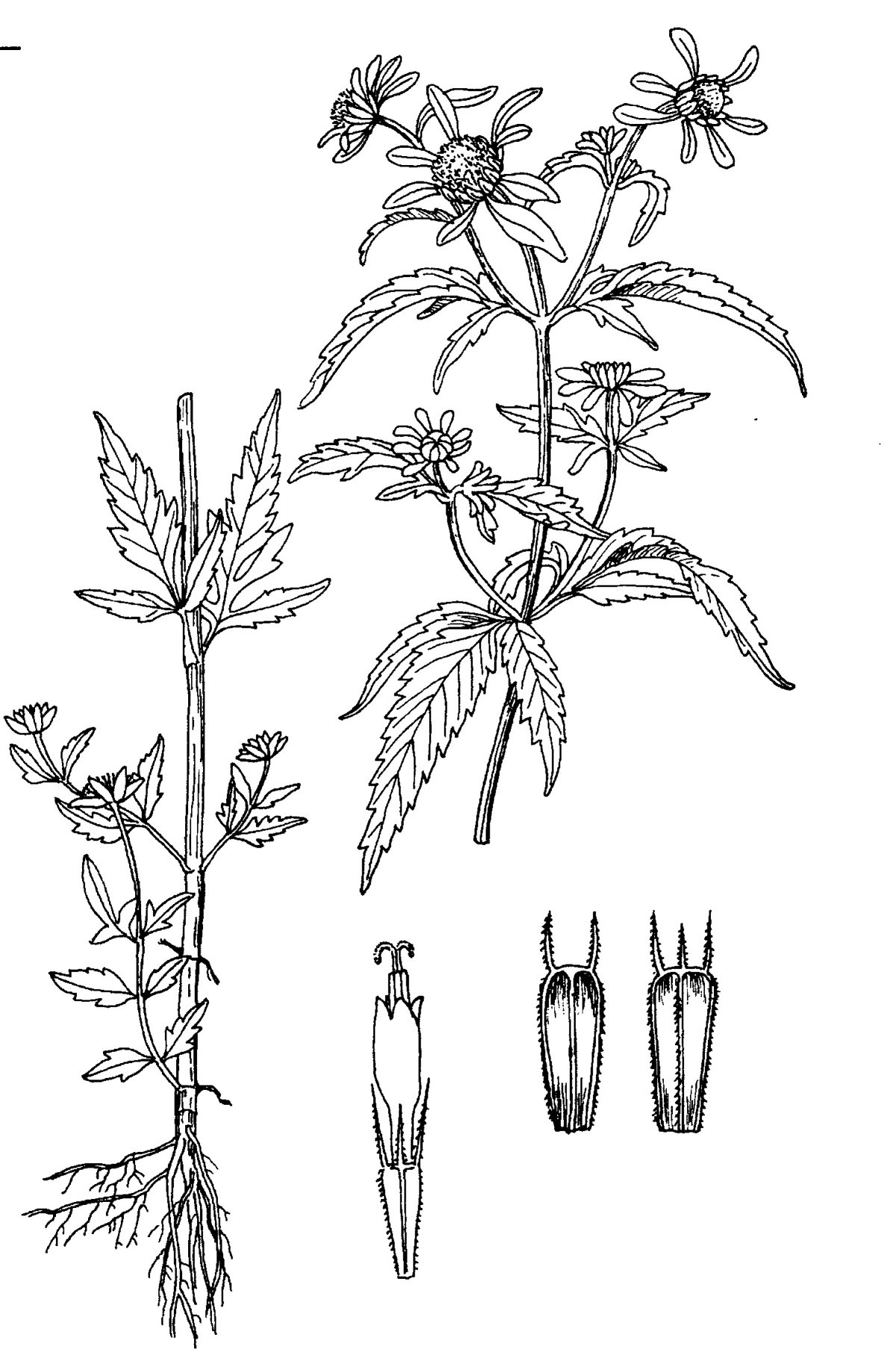 Клипарт череда на прозрачном фоне