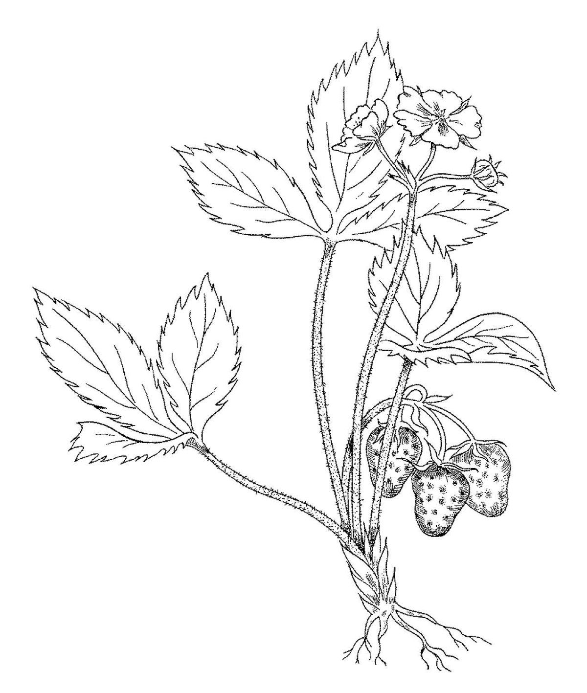 Зарисовки мелких растений