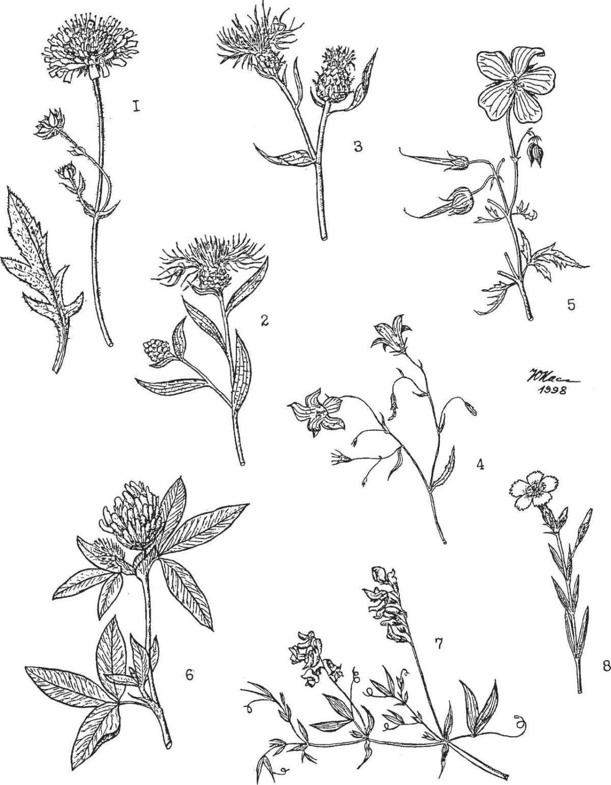 Зверобой продырявленный стебель