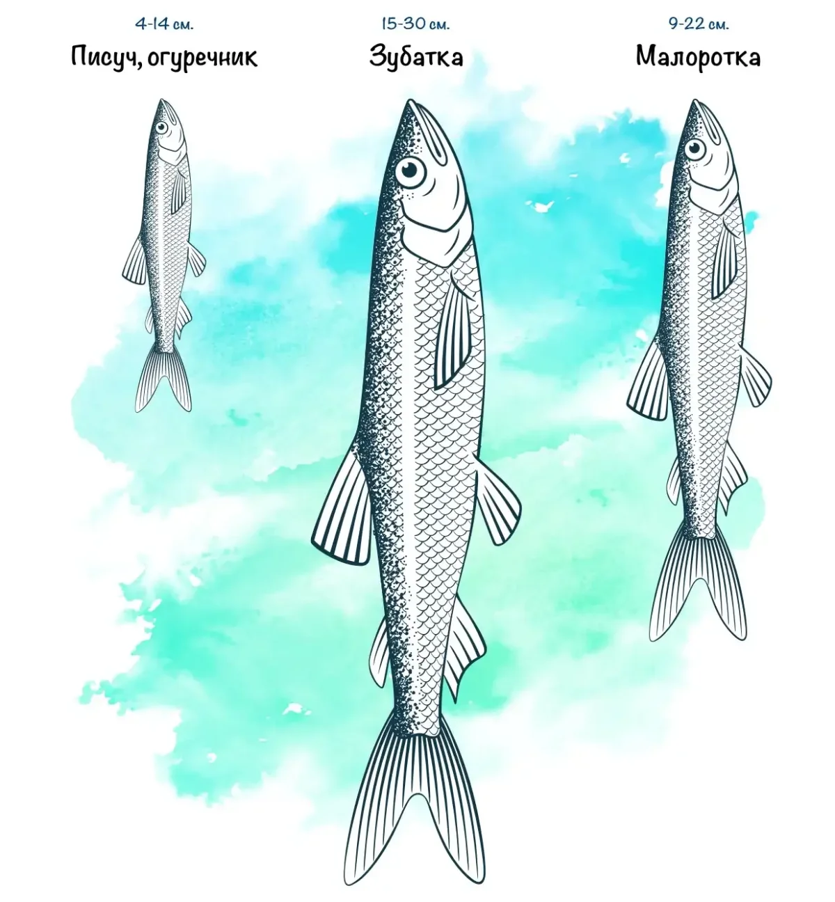 Рыба корюшка вектор