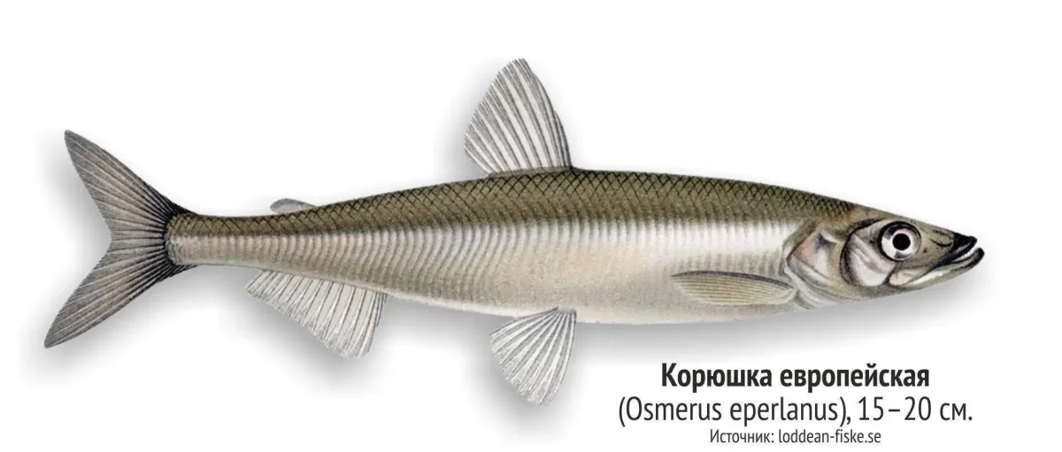 Корюшка европейская Osmerus eperlanus