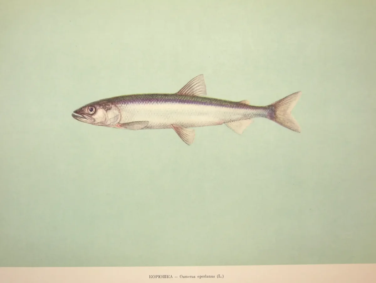 Рыба раскраска