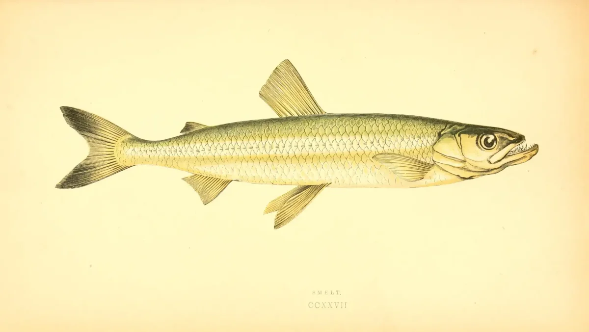 Европейская корюшка Ладожская