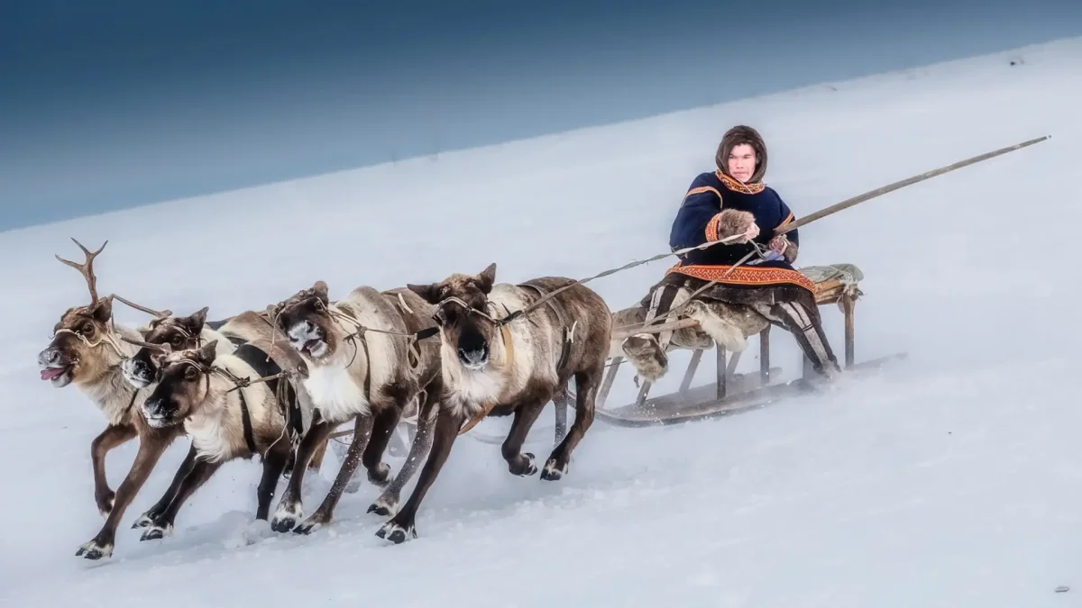 Спортивные сани для собак