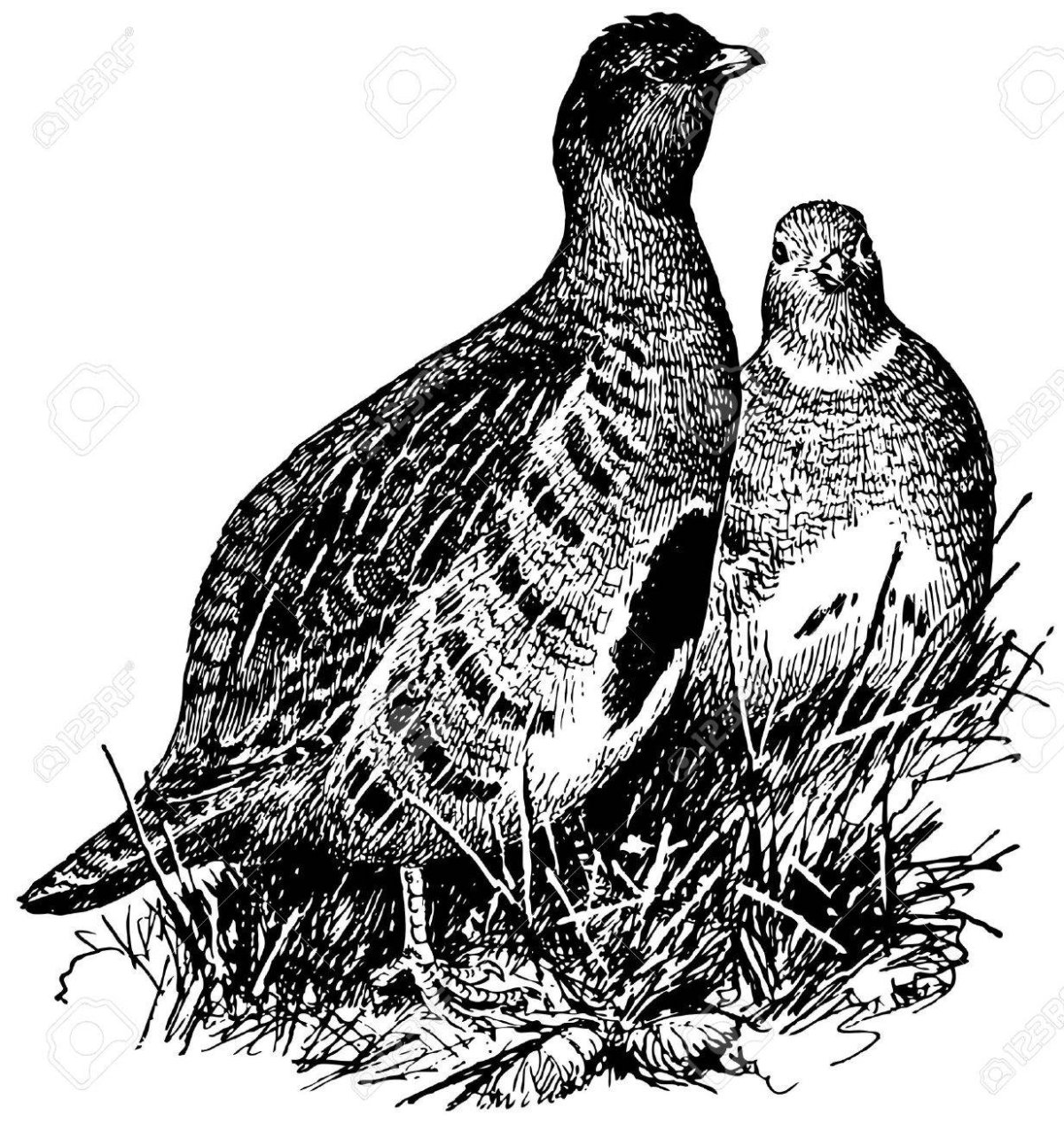 Белая Полярная куропатка