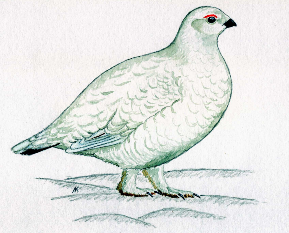 Куропатка Графика