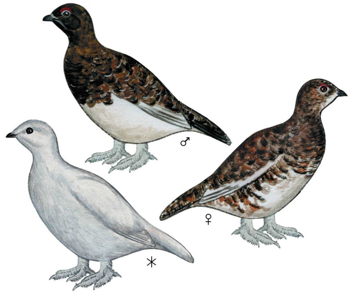 Куропатка гравюра