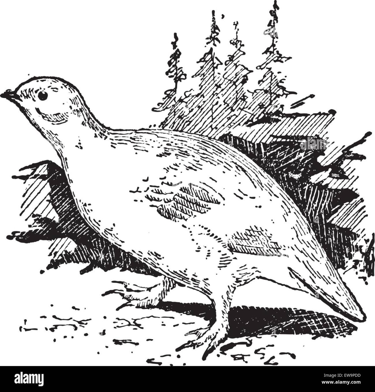 Куропатка черно белая