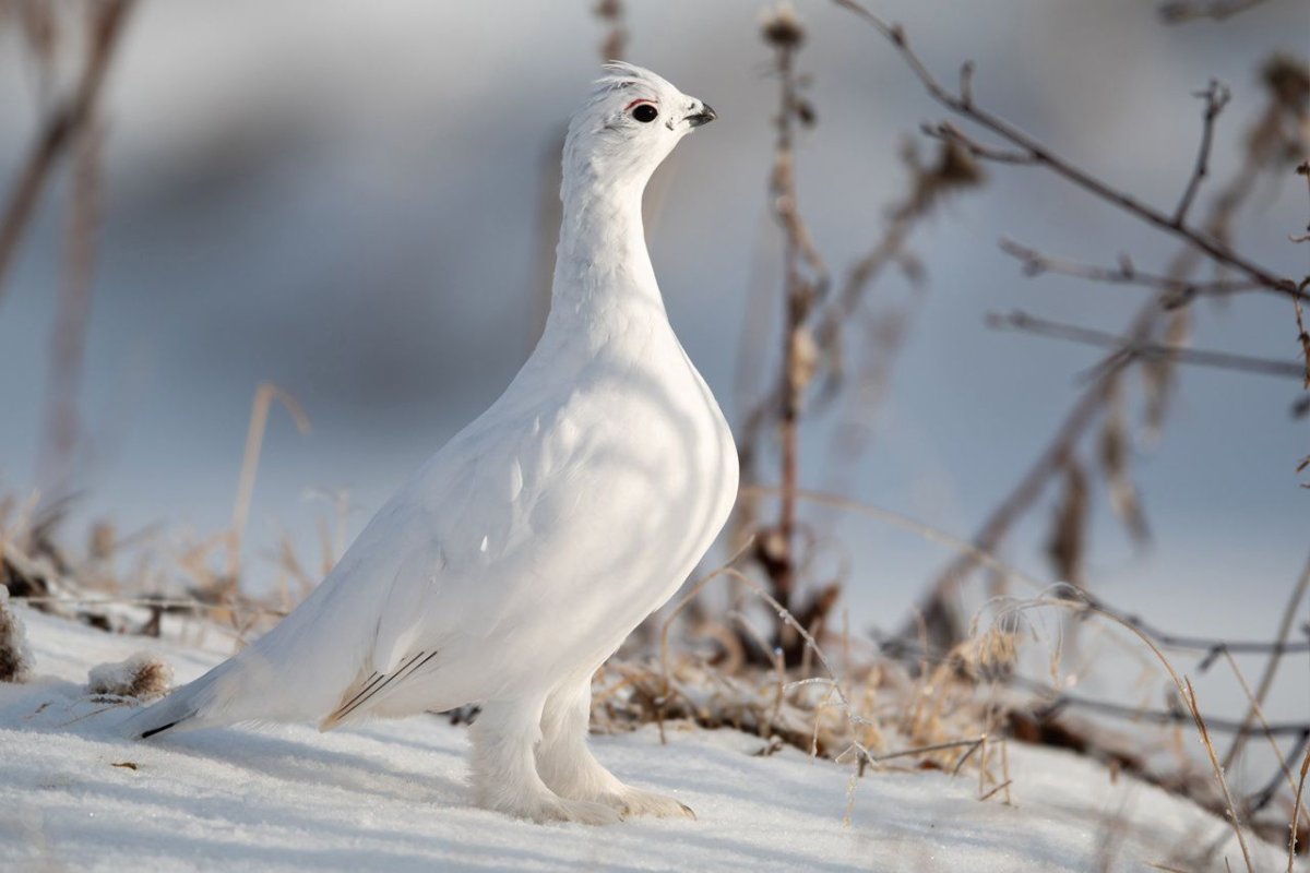 Белая куропатка самка