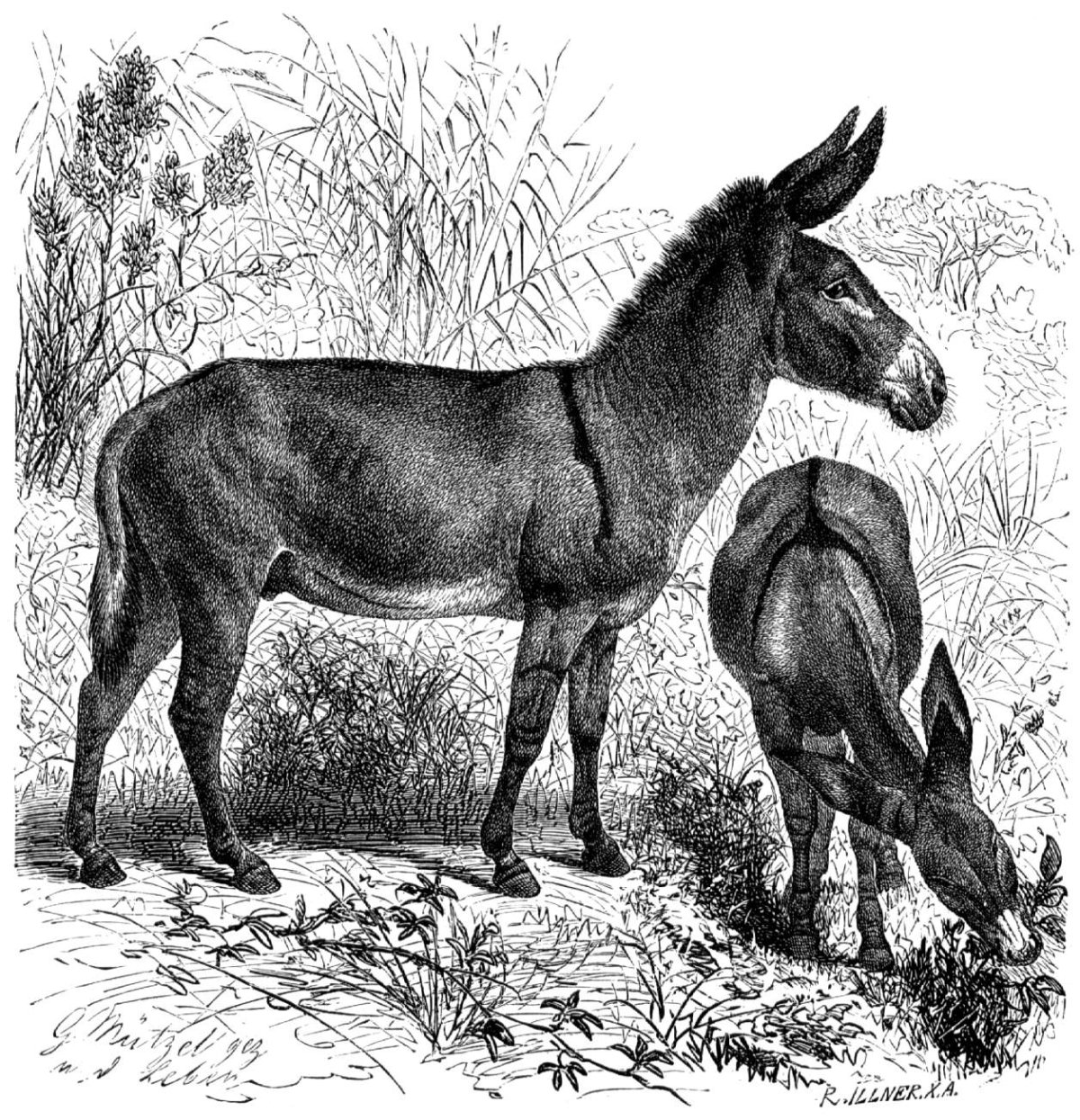 Пастух и волки басня Эзопа