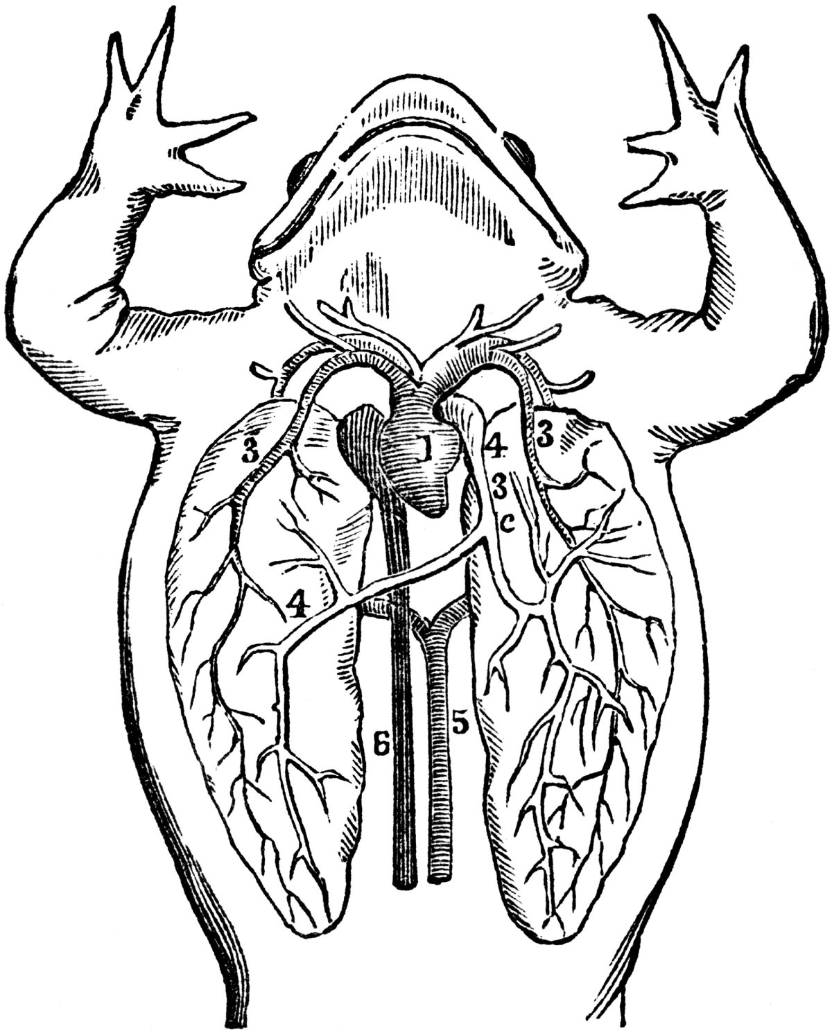 Мешковидные легкие рисунок