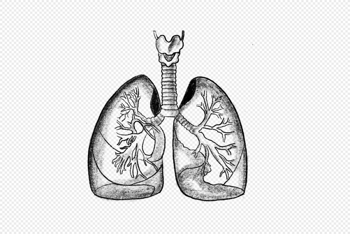 Внутренние органы легкие