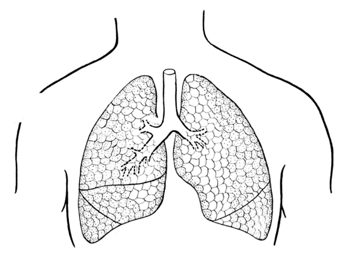 Строение легких рисунок