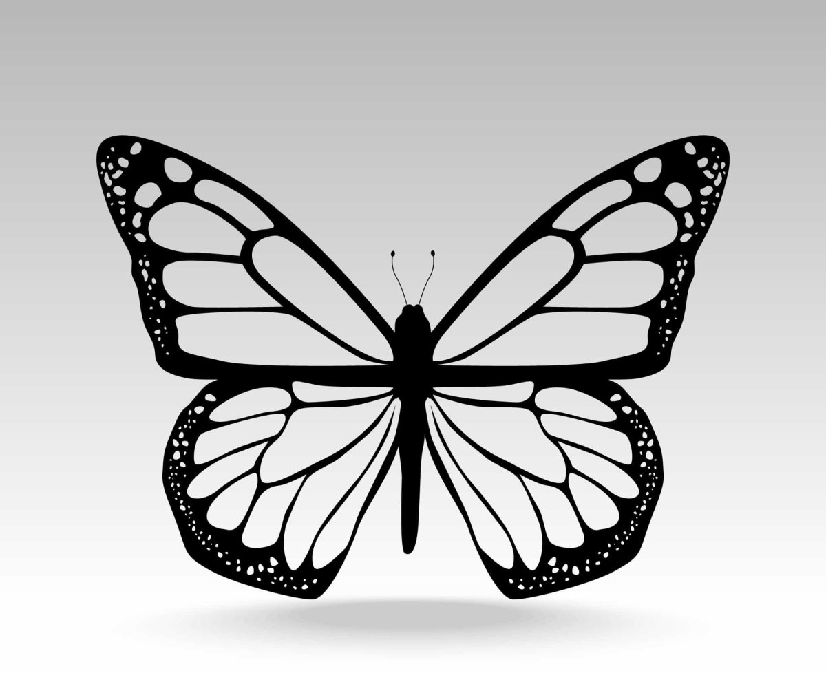 Бабочка вектор